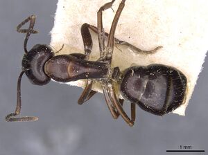 Camponotus nitens casent0910006 d 1 high.jpg