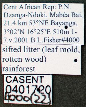 Dicroaspis cryptocera casent0401720 label 1.jpg