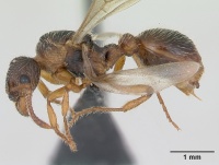 Myrmica hirsuta casent0172757 profile 1.jpg