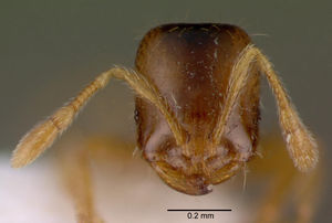 Solenopsis truncorum casent0010696 head 1.jpg