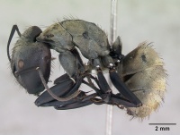 Camponotus sericeiventris casent0173450 profile 1.jpg