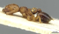 Crematogaster paolii casent0912810 p 1 high.jpg