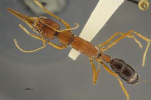 Harpegnathos-saltator-had071.jpg