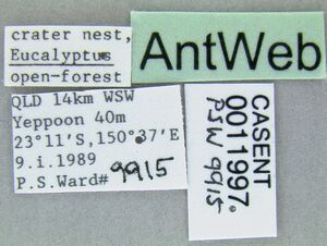 Leptomyrmex varians casent0011997 label 1.jpg