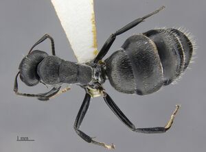 MCZ ENT Camponotus MOZ sp14 had 1.jpg