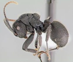 Polyrhachis asomaningi casent0415705 profile 1.jpg