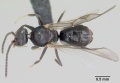 Technomyrmex albipes casent0055727 dorsal 1.jpg