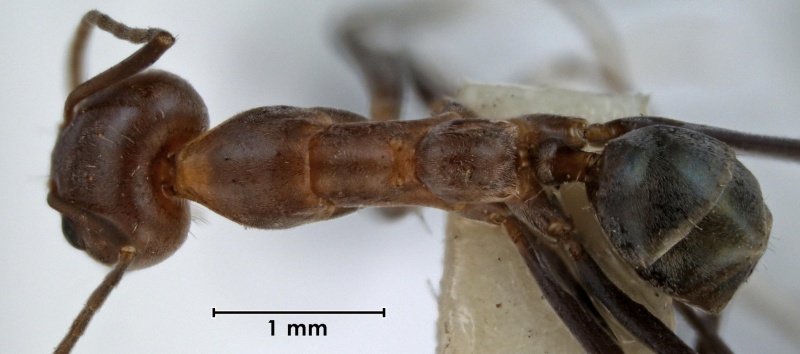 File:Iridomyrmex minor ANIC32-042346 top 25-Antwiki.jpg