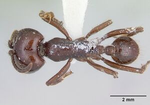 Labidus coecus casent0178609 dorsal 1.jpg