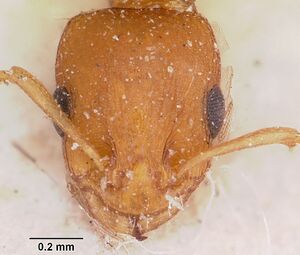 Nesomyrmex angulatus casent0101794 head 1.jpg
