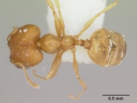 Pheidole aurea casent0172956 dorsal 1.jpg