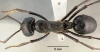 Streblognathus aethiopicus sam-hym-c000015a dorsal 1.jpg