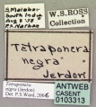 Tetraponera nigra casent0103313 label 1.jpg