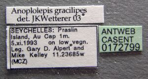 Anoplolepis gracilipes casent0172799 label 1.jpg