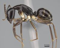 Camponotus tanosy Holotype worker casent0803890 p.jpg