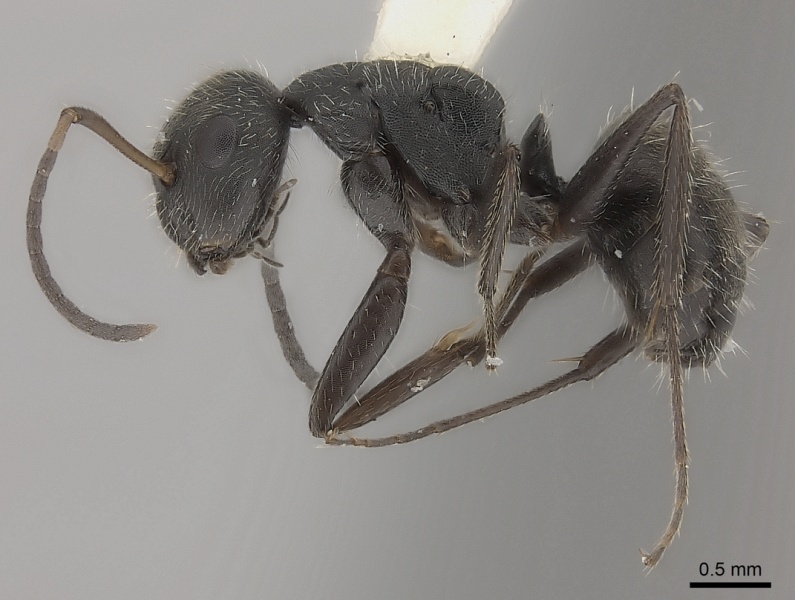 File:Camponotus zoc casent0217720 p 1 high.jpg