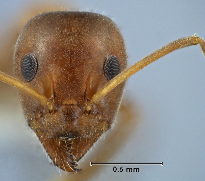 File:Iridomyrmex splendens ANIC32-038285 head 63-Antwiki.jpg