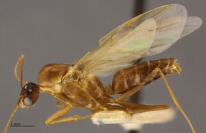 MCZ-ENT00523955 Camponotus festinatus male hal.jpg