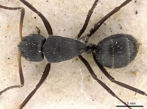 Camponotus arcuatus casent0906931 d 1 high.jpg