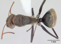 Camponotus blandus inbiocri002280809 dorsal 1.jpg