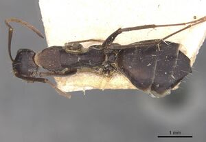 Camponotus rufoglaucus casent0910323 d 1 high.jpg