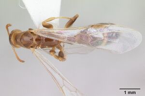 Pseudomyrmex viduus casent0178711 d 1 high.jpg