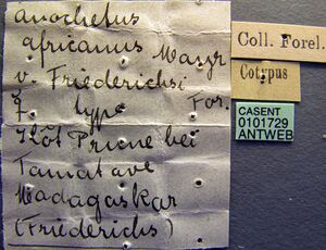 Anochetus madagascarensis casent0101729 label 1.jpg