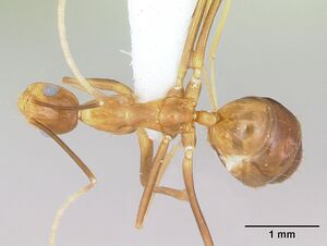 Anoplolepis gracilipes casent0172799 dorsal 1.jpg