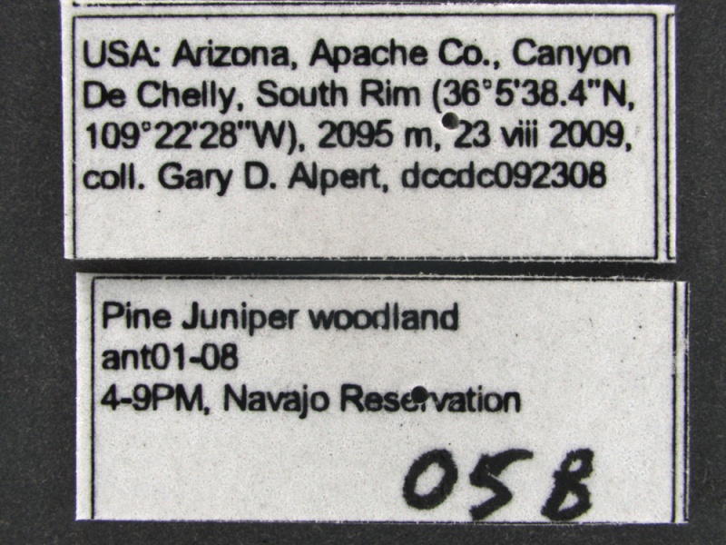 File:Aphaenogaster-uinta-MCZ001QLabel.jpg