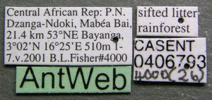 Asphinctopone silvestrii casent0406793 label 1.jpg