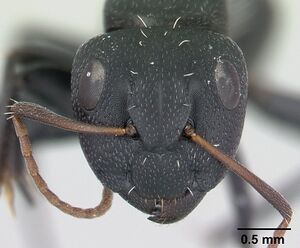 Camponotus auropubens casent0178199 head 1.jpg