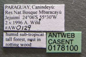 Oxyepoecus rastratus casent0178100 label 1.jpg