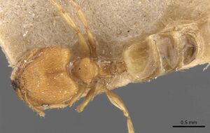 Pheidole parva casent0907991 d 1 high.jpg