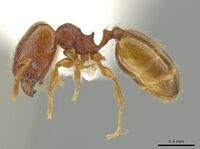 Pheidole xiloa CASENT0619635 p.jpg