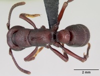 Psalidomyrmex procerus casent0003082 dorsal 1.jpg