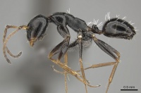 Camponotus aequitas casent0235831 p 1 high.jpg