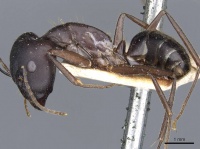Camponotus fieldeae casent0905315 p 1 high.jpg