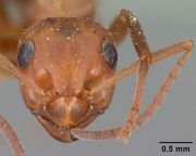 Formica difficilis casent0102161 head 1.jpg