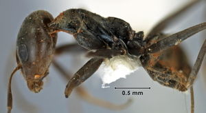 Iridomyrmex atypicus side view