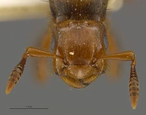 Mcz-ent00671672 Lasius latipes qu hef.jpg