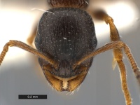 Temnothorax-texanus-MCZ001H.jpg