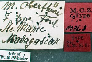 Mystrium oberthueri mcztype20363 label 1.jpg