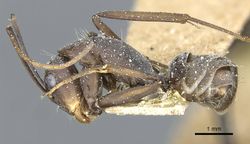 Camponotus rufoglaucus casent0911779 p 1 high.jpg