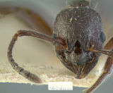 MCZ-ENT00020559 Myrmica pachei hef.jpg