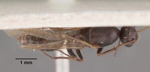 Camponotus auropubens aldabrensis casent0102449 dorsal 1.jpg