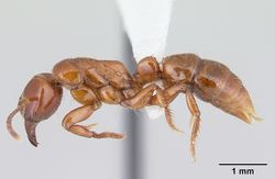 Centromyrmex brachycola casent0178344 profile 1.jpg