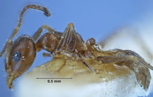 Iridomyrmex mjobergi syntype Geneva side 63-Antwiki.jpg