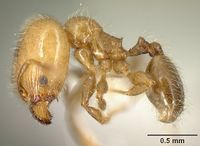 Pheidole arboricola inbiocri001218031 p 1 high.jpg