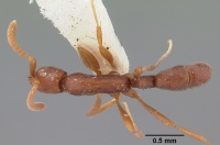 Probolomyrmex boliviensis casent0101757 dorsal 1.jpg