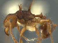 Acanthomyrmex-luciolaeHUMCZ001L4.jpg